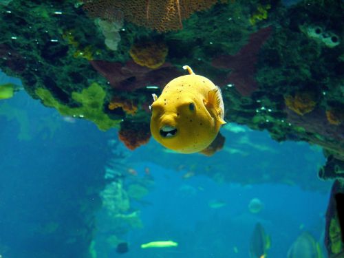 aquarium fish swim