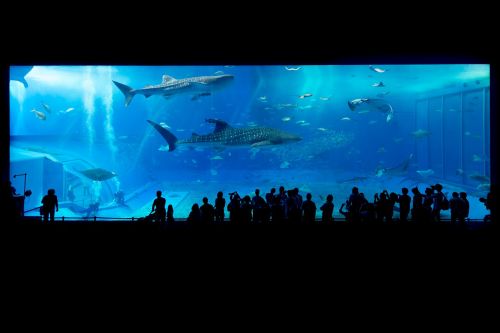 aquarium shark okinawa