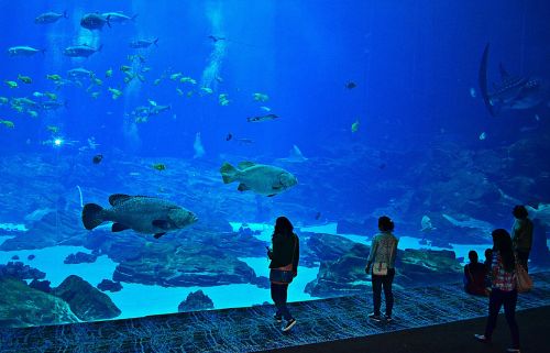 aquarium fish atlanta