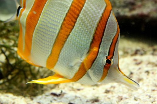aquarium fish striped