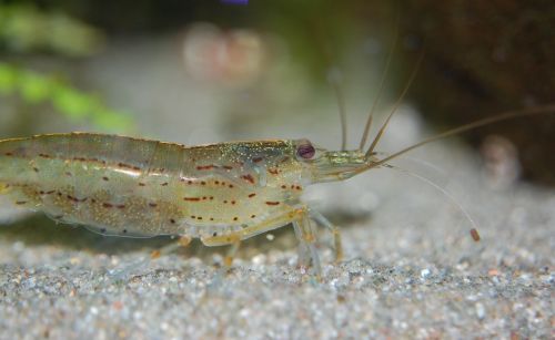 aquarium inhabitants amano shrimp