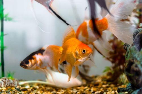 aquariums color dancer fish