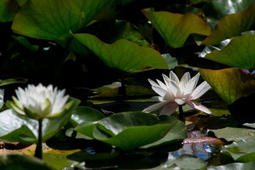 aquatic flower herb