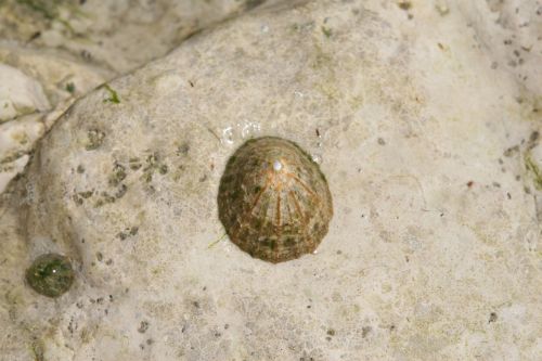 aquatic barnacle beach