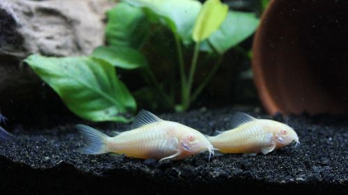 aquatic corydoras albino