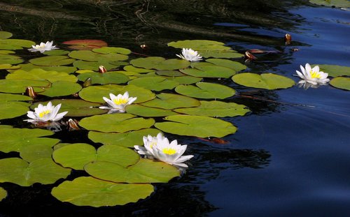 aquatic  lily  flower