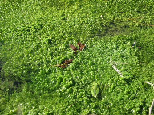 aquatic plant flora