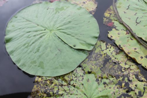 aquatic plant lake vege