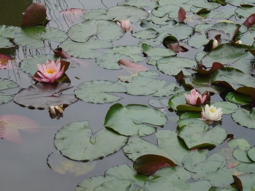 aquatic plant pink water lily pond plant