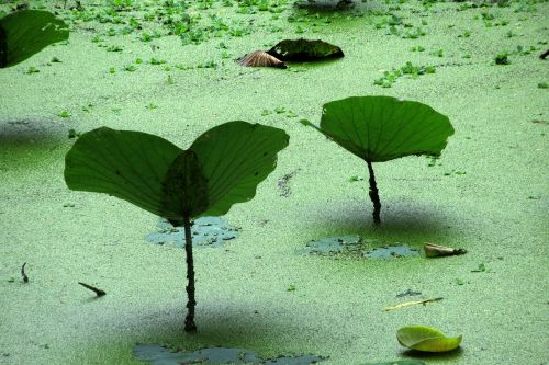 aquatic plant pond green