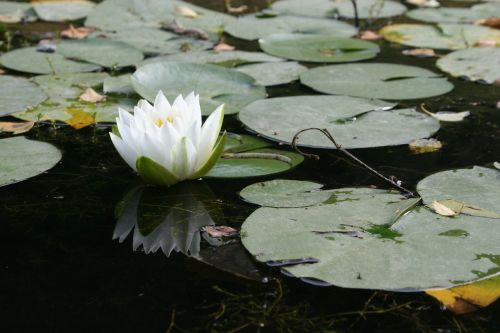 aquatic plant flower water lily