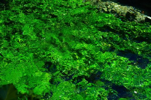 aquatic plants green growth