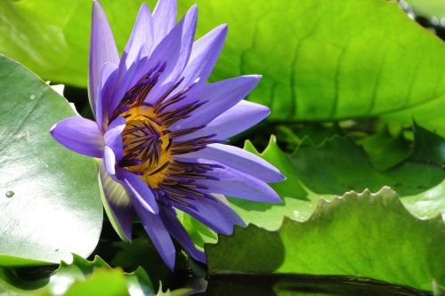 aquatic plants nymphaea alba lotus