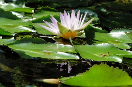 aquatic plants nymphaea alba lotus