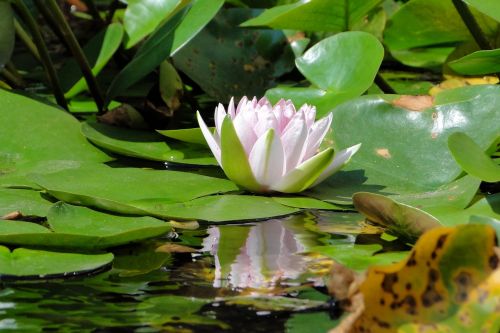 aquatic plants nymphaea alba lotus