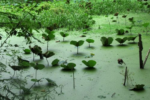aquatic plants viet nam forest of between about