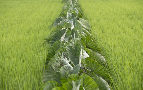 aquatic plants  rice  rice field