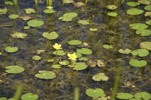 aquatic plants water lilies lily pad