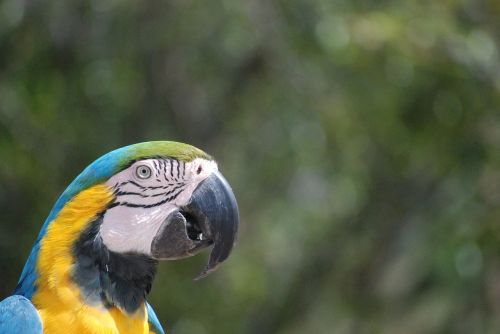 ara parrot papużka