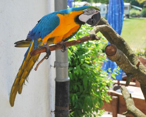 ara colorful bird