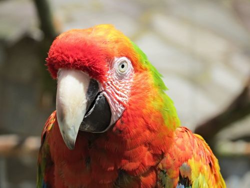 ara parrot parrot bird