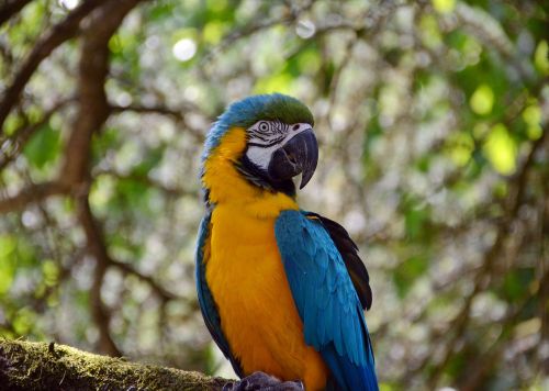 ara parrot colorful