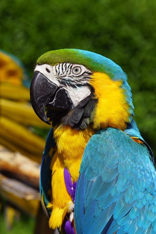 ara blue parrot