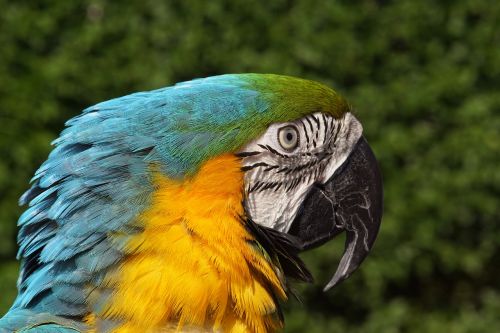ara parrot bird