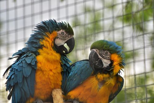 ara bird parrot
