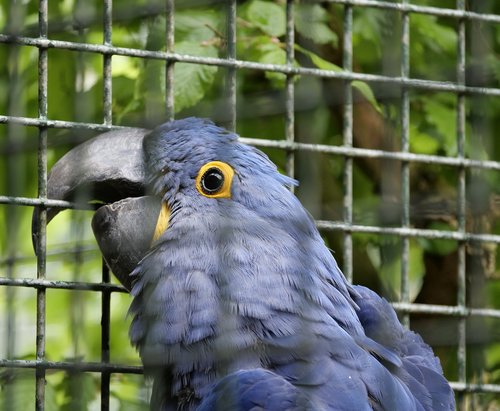 ara  bird  parrot