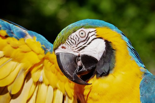ara  parrot  yellow macaw
