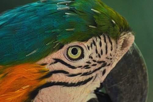 ara  parrot  colorful