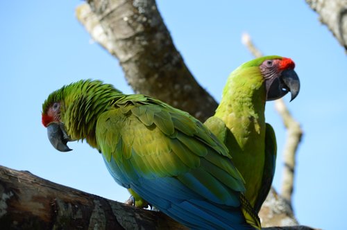 ara  parrot  bird