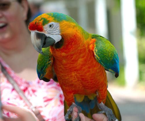 ara hybrid parrot