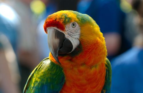 ara hybrid parrot