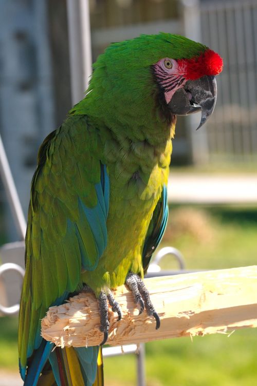 ara militaris military macaw parrot