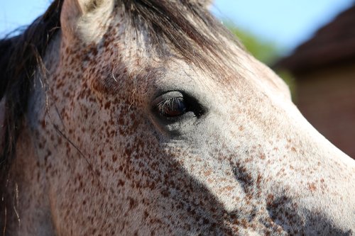 arabian horse  head  eye