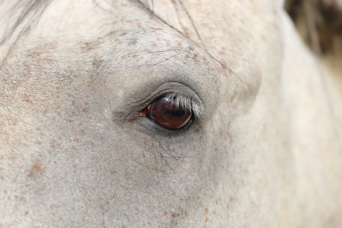 arabian horse  eye  head
