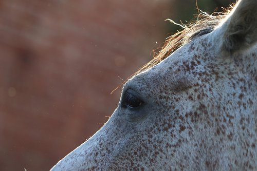 arabian horse  animal  head