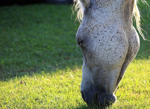 arabian horse  head  pasture