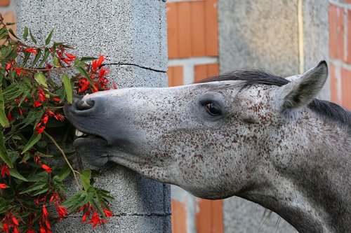 arabian horse  head  eating flowers