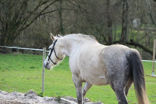 arabian horse  horses  horse