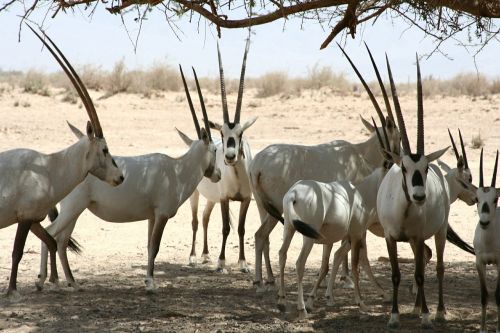arabian oryx antelope wildlife