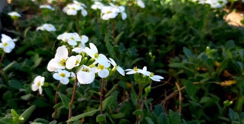 arabis  flower  white