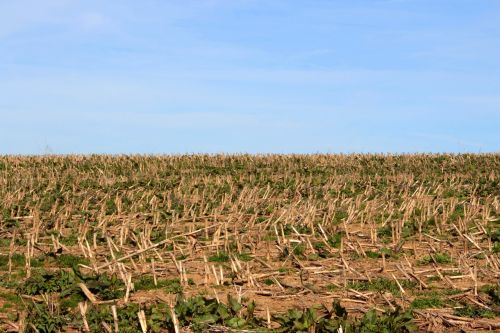 arable field corn stubble