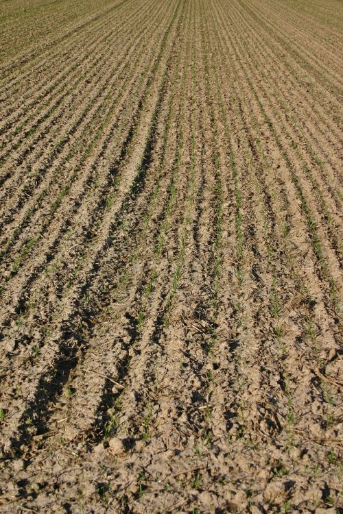 arable farmland rut furrow