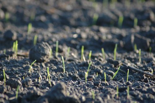 arable sprout germinate