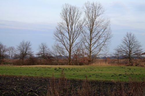 arable field trees