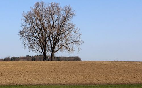 arable field tree