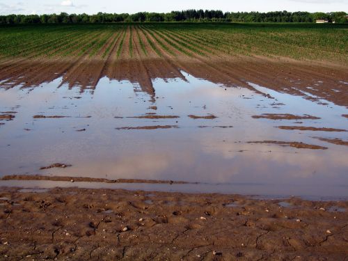 arable field flood